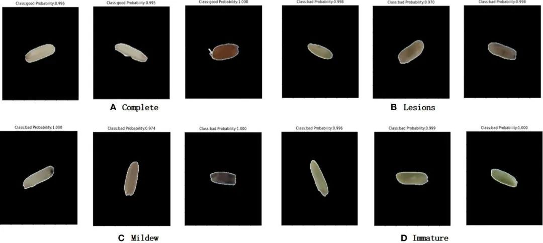 基于機器視覺和卷積神經(jīng)網(wǎng)絡的大米外觀品質快速自動檢測系統(tǒng)的研究