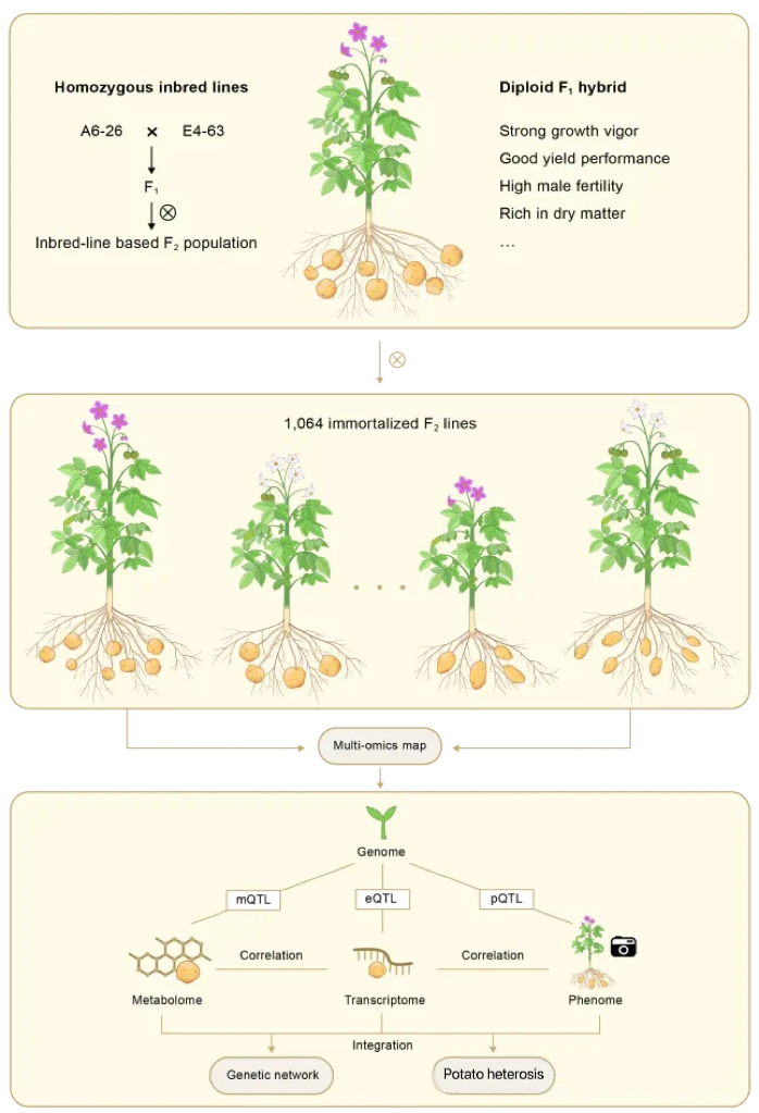 高通量表型組技術助力馬鈴薯育種突破：揭示雄性育性與產量遺傳機制